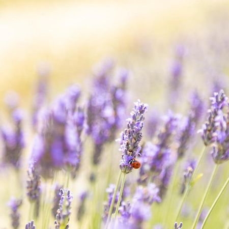 Fauglia Agriturismo La Valle Della Lavanda - Podere Mezzastrada מראה חיצוני תמונה