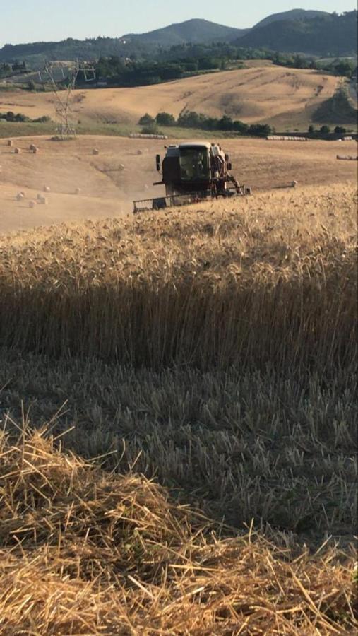 Fauglia Agriturismo La Valle Della Lavanda - Podere Mezzastrada מראה חיצוני תמונה