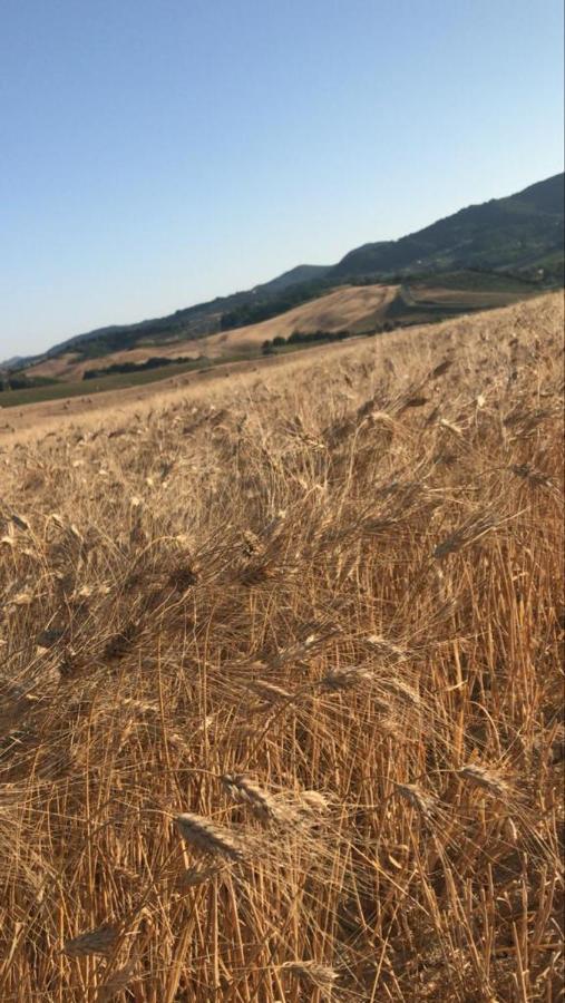 Fauglia Agriturismo La Valle Della Lavanda - Podere Mezzastrada מראה חיצוני תמונה