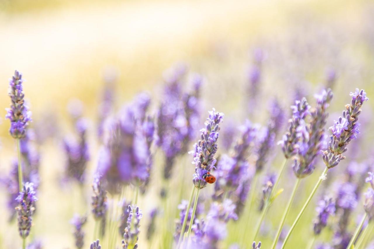 Fauglia Agriturismo La Valle Della Lavanda - Podere Mezzastrada מראה חיצוני תמונה