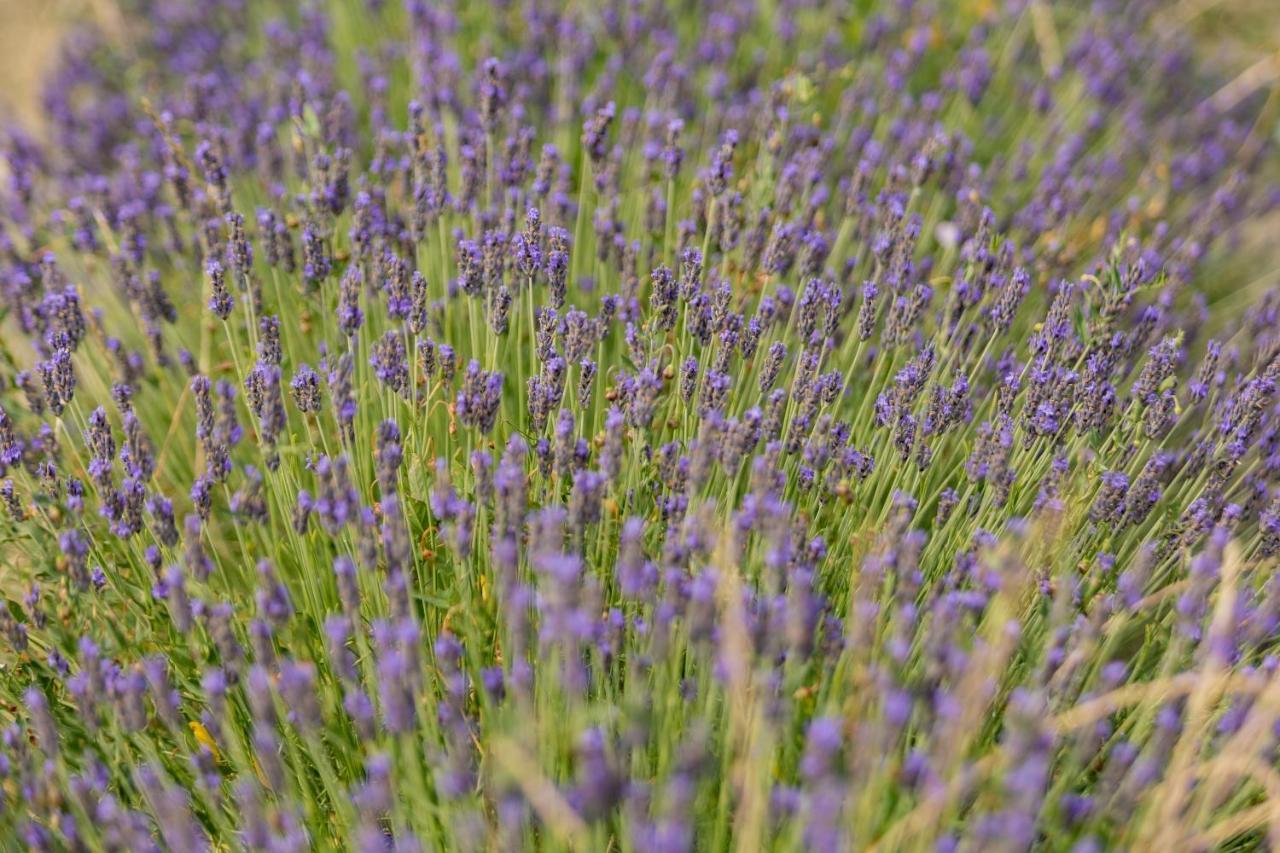 Fauglia Agriturismo La Valle Della Lavanda - Podere Mezzastrada מראה חיצוני תמונה